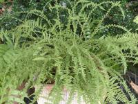 ATHYRIUM FILIX FEMINA ‘FRIZELLIAE’ 