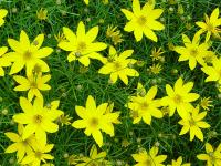 COREOPSIS VERTICILLATA 'ZAGREB'