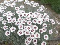 DIANTHUS 'STARRY EYES'