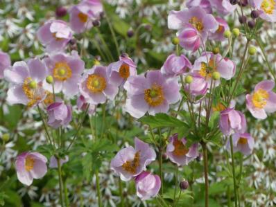 ANEMONE 'SEPTEMBER CHARM'