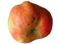 Pommier  'Glacière' ('belle fleur rouge)