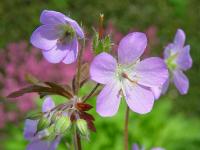 GERANIUM MACULATUM 'ESPRESSO'