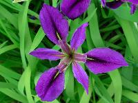 IRIS GIGANTICAERULEA 