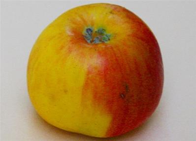 Pommier Reine des Reinettes