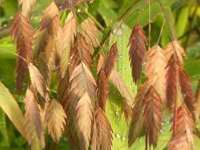 CHASMANTHIUM LATIFOLIUM