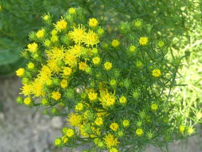 ASTER LINOSYRIS