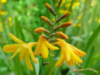 CROCOSMIA CROCOSMIFLORA 'SOLFATARE'