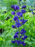 BAPTISIA AUSTRALIS