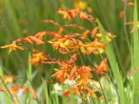 CROCOSMIA x CROCOSMIFLORA