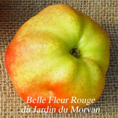 Pommier  'Glacière' ('belle fleur rouge)