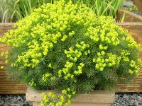 EUPHORBIA CYPARISSIAS 'CLARICE HOWARD'