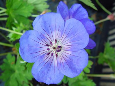 GERANIUM 'ROZANNE' (= GERANIUM JOLLY BEE')