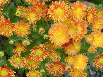 CHRYSANTHEMUM 'NEUE KOKARDE'