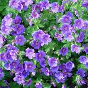 GERANIUM ONBEKEND