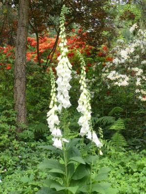 DIGITALIS PURPUREA 'ALBIFLORA'