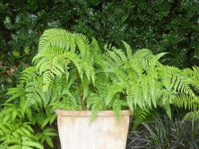 DRYOPTERIS CHAMPIONOII