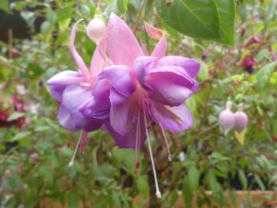 Fuchsia 'Heydon'