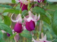 Fuchsia 'rose de Castille improved'
