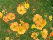 GEUM 'MANGO LASSI'