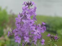 HESPERIS MATRONALIS