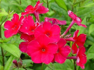 PHLOX PANICULATA 'KIRCHENFURST' 