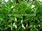 POLYGONATUM HUMILE (173)