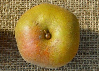 Pommier 'Reinette grise de Grandville'