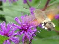 VERNONIA CRINITA 'MORVAN'