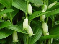 POLYGONATUM HUMILE (173)