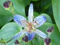 TRICYRTIS FORMOSANA V. GRANDIFLORA LONG-JEN VIOLET