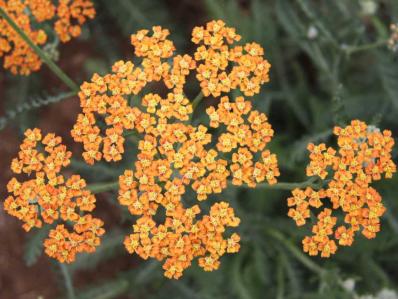 ACHILLEA 'TERRA COTTA'