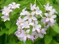 CAMPANULA LACTIFLORA LODDON ANNA - CAMPANULE ROSE