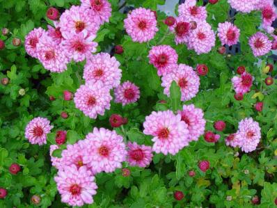 CHRYSANTHEMUM INDICUM 'MEI KYO'
