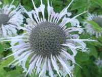 MONARDA FISTULOSA