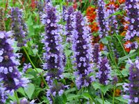 AGASTACHE 'BLACK ADDER'