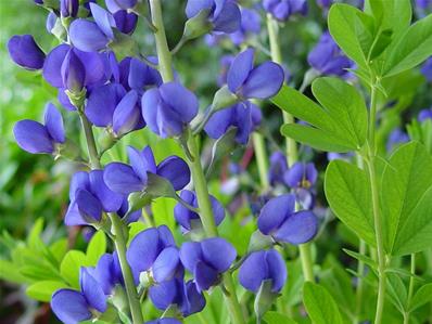 BAPTISIA AUSTRALIS