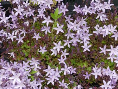 CAMPANULA POSCHARSKYANA ‘LISDUGGAN VARIETY’