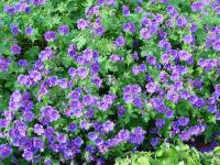 GERANIUM X MAGNIFICUM