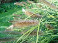 PENNISETUM JAPONICUM