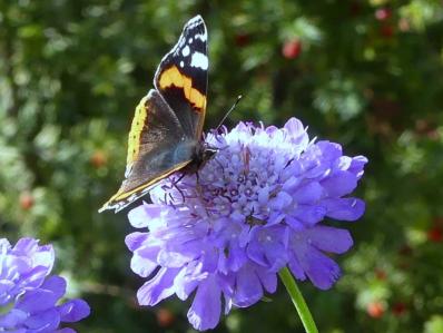 SCABIOSA 'BUTTERFLY BLUE'