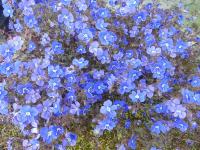 VERONICA 'GEORGIA BLUE'