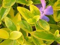 VINCA MINOR 'AUREOVARIEGATA' 