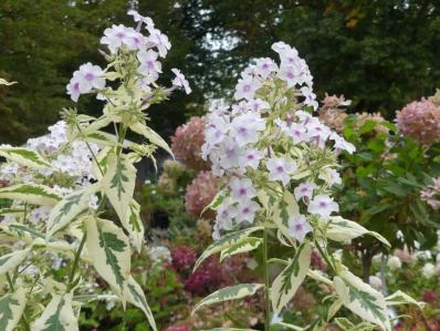 PHLOX PANICULATA 'CREME DE MENTHE'