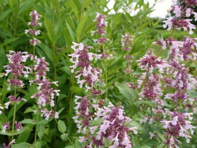 NEPETA 'DAWN TO DUSK'
