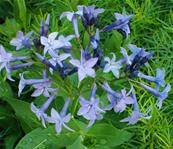 AMSONIA TABERNAEMONTANA 'BLUE ICE'
