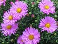 ASTER DUMOSUS 'ROSENWITCHEL'