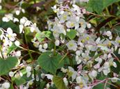 BEGONIA GRANDIS EVANSIANA 'ALBA'