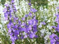 CAMPANULA LATILOBA