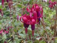 Fuchsia 'Ville de Roquencourt'