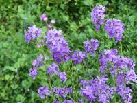 HESPERIS MATRONALIS